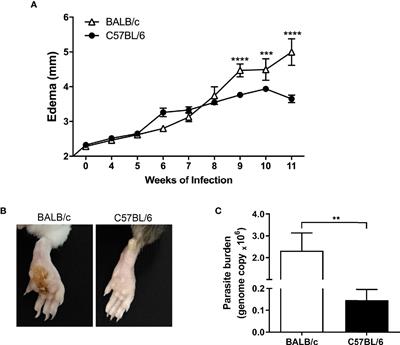 Murine Susceptibility to Leishmania amazonensis Infection Is Influenced by Arginase-1 and Macrophages at the Lesion Site